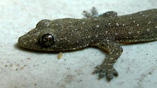 Common house gecko on coloured tiles  Hemidactylus frenatus [upl. by Noied]