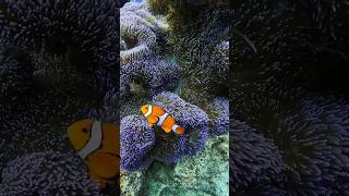 Ocellaris clownfish inside great barrier Reef shorts [upl. by Proudfoot]