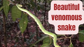 Friendly venomous snakes  animals in the wild  Highly venomous [upl. by Delos]