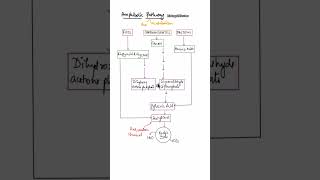 Amphibolic pathway in hindiAmphibolic pathway class 11 biology shorts amphibolicpathway [upl. by Alakcim]