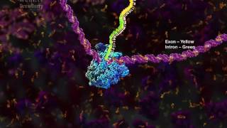 mRNA processing and the Spliceosome 2014 by Drew Berry wehitv [upl. by Drarreg]