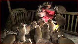 Mobbed by Raccoons 25 Tuesday Night 03 Nov 2020 [upl. by Raychel336]