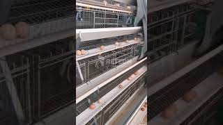 15000 birds layer hen farm egg poultry business  RETECH Farming Chicken Cage [upl. by Ayim713]