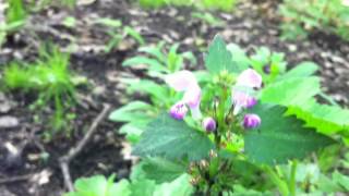 Striped  Spotted Deadnettle Lamium Maculatum Variegatum  20120512 [upl. by Htiduy566]