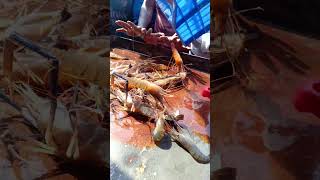 Alive shrimps fishing shrimp shorts netfish [upl. by Nawak861]