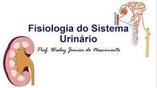 💧 Detona no Sistema Urinário Filtrando o Essencial 💡🔬 [upl. by Mccreary909]