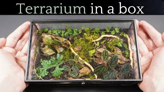 I made a Miniature Terrarium in a Jewellery Box [upl. by Casabonne]