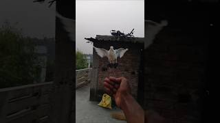 pigeon training pigeons reaction publicreaction kabutar pigeonshorts trendingshort [upl. by Puett]