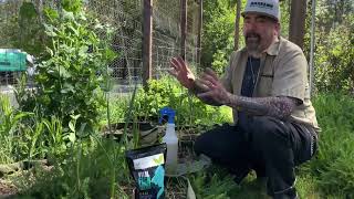 Vital Fish Powder Foliar Application How To Vital Garden Supplys Dry Vegetative Fish Hydrolysate [upl. by Parke]