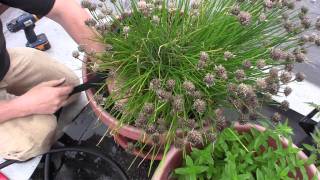 Drip Irrigation for container gardening  GardenFork [upl. by Lukasz]