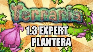 PLANTERA EASY KILL GUIDE Terraria 13 Expert SOLO [upl. by Ahseila249]