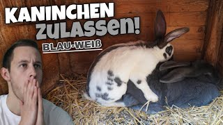 Das GROßE RAMMELN beim ZÜCHTER 🤍 🐇  Deutsche Riesenschecke BlauWeiß  Kaninchen Zulassen [upl. by Ynattyrb]