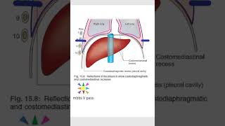 Anatomy Thorax 258 CostoMediastinal CostoDiaphragmatic recess Pleura lung deep inspiration viva [upl. by Phares]