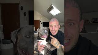 Cane pericoloso 😚🤪😨😱 dog funny reels funnyshorts dogs [upl. by Sophy]