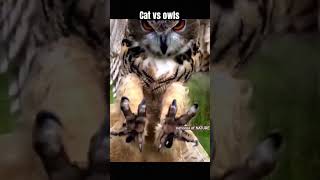 The flying cat the owl  By national of NATURE  viralfeeds animalshorts cats owl [upl. by Nicolea]