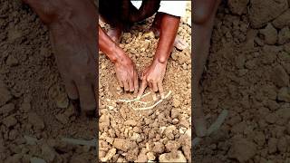 How Pointed Gourd is Planted shorts [upl. by Jacqui]