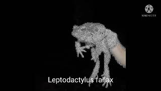 LEPTODACTYLUS FALLAX [upl. by Alue]