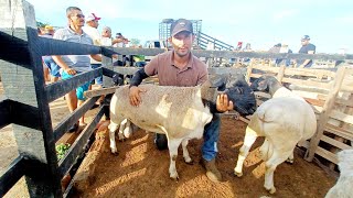 TRADICIONAL FEIRA DE CAPRINOS E OVINOS CARNEIRO DORPER EM FÃ”LHA MIÃšDA ALAGOAS BRASIL nordeste [upl. by Isolt]