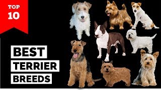 Terrier Breeds – Top 10 Popular Terrier Dogs [upl. by Ahtiek]