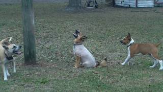 Dogs Barking at Squirrel [upl. by Harad253]