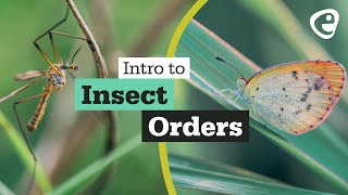 An introduction to Insect Orders [upl. by Enoyrt]