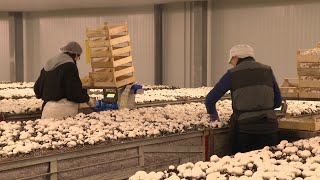 Le premier producteur français de champignons de Paris se trouve en CharenteMaritime [upl. by Sitnalta227]