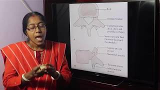 Lecture On Lumbar vertebrae [upl. by Layol494]