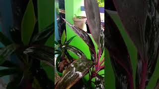 Dracaena Marginata Tricolor [upl. by Forrest593]