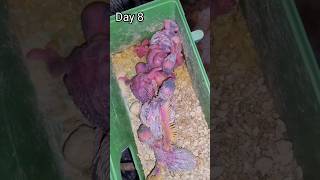 30 Days in 60 Second Budgie Growth Stages [upl. by Ahsinek]