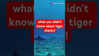 Amazing Animal Facts sharks tigersharks sharks [upl. by Nyrroc]