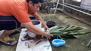 Repotting Sansevieria Laurentii [upl. by Freedman796]