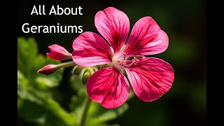 🌺 Master Geranium Gardening From Basics to Blooms 🌸  Complete Guide [upl. by Navonoj]