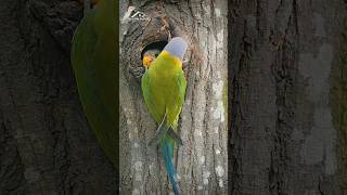 plum headed parakeet shorts parrot parakeet [upl. by Courtund]