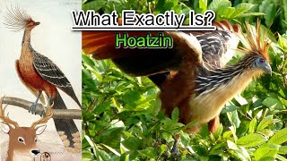 What Exactly is Hoatzin and Why is it Called the Flying Cow [upl. by Shanleigh]