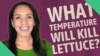 What temperature will kill lettuce [upl. by Loriner423]