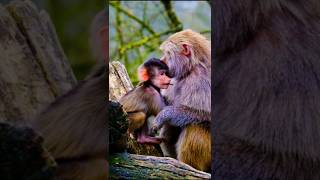 Baboon mother love her baby 🐒 Monkey baboon monkey shorts [upl. by Resneps]