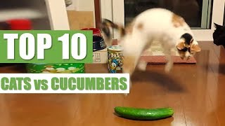 TOP 10 CATS vs CUCUMBERS [upl. by Rellim933]