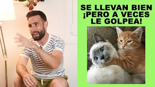 ¿Por qué uno de mis gatos golpea al otro si se llevan siempre bien [upl. by Georgetta728]