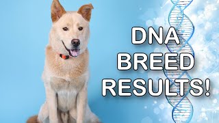 Shelter Dog Pumpkin DNA Test Results LIVE 🔴  Can You Guess [upl. by Iadam]