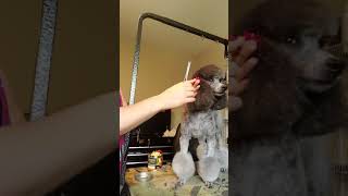 The easiest way to put bow on your dog hair [upl. by Elaweda900]