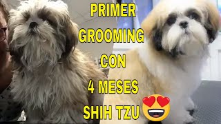 GROOMING SHIH TZU CORTE A TIJERA 4 MESES DE EDAD SU PRIMERA PELUQUERÍA [upl. by Chem]