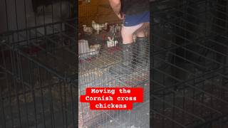 Moving our cornishcross chickens to new coop [upl. by Jerrold476]