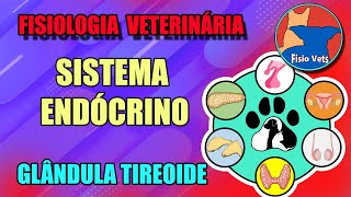 Fisiologia da glândula tireoide T3 e T4  Medicina veterinária [upl. by Bose]