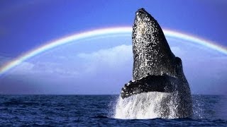 WHALES  Blue Ocean Whales and Piano Music Relax and Meditation part 1 [upl. by Arundel]