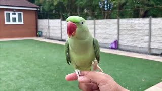 1 Year Old Baby Alexandrine Parrot Parakeet Bird Playing Outside [upl. by Akimehs]