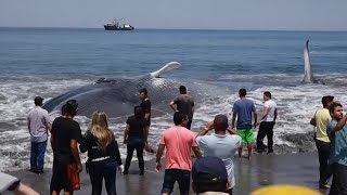 Giant beached blue whale saved by fishermen off Chile coast [upl. by Artenak]