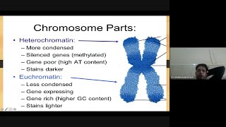 Euchromatin VS Heterochromatin in URDU [upl. by Enellij]