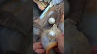 😲 Girl Finds Giant Clam with Priceless Pearls [upl. by Gault]