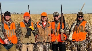 South Dakota Pheasant Hunting [upl. by Llenrahs]