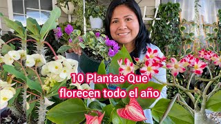 10 Plantas que florecen todo el año para interior y exterior [upl. by Ordisy]